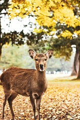 The deer at Nara Park in autumn, Nara, Japan