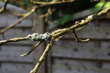 Light green lichens on a fruit tree branch 