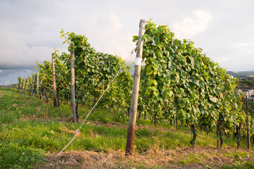 Wineyard with view over Trier, Moselle Valley in Rhineland Palatiane in Germany