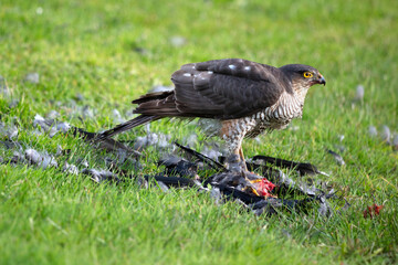 Sparrowhawk feeding on Jackdaw prey, Dorset, England, United Kingdom, Europe