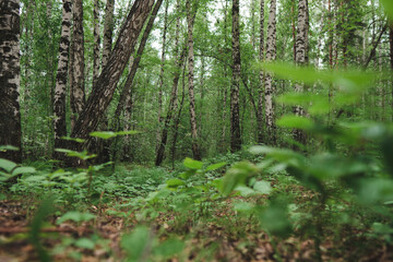 Mixed Birch and Pine Forest in Mid-Summer. Green and Luscious Beautiful Calm Forest, Silence and Calm of Nature.