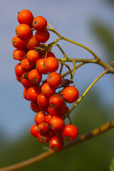 a bright bunch of rowanberries on a branch