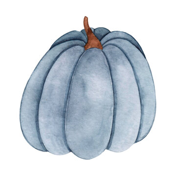 Watercolor drawing blue pumpkin isolated on white background. Autumn harvest. Farm product. Halloween decor.