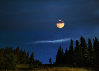 Night photo of huge fir trees against the background and the full moon in the clouds.
