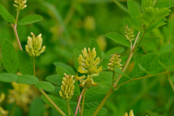 Bärenschote (Astragalus glycyphyllos)
