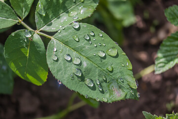 Rose leaf with dew drops close-up © kvdkz