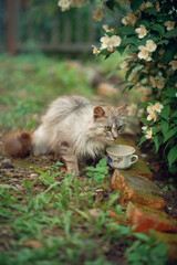 Photo of a gray fluffy cat drinking milk near a jasmine bush.