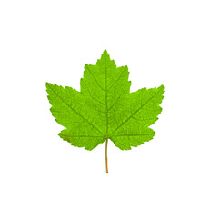 Green leaf of Canadian maple isolated on white background