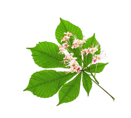 Flowers and chestnut leaf isolated on white background