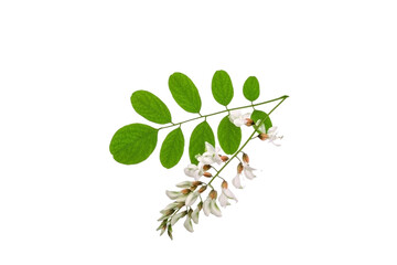 Green leaves and flowers of acacia plant isolated on white background