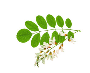 Green leaves and flowers of acacia plant isolated on white background