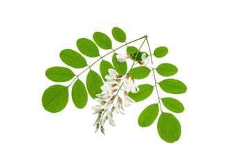 Flowers and leaves of acacia plant isolated on white background.