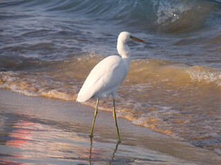 Heron on the sea. Great white Egret. High quality photo