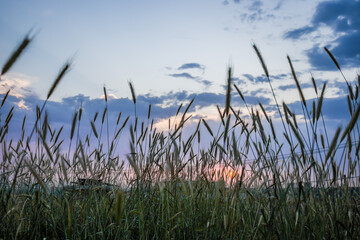 Silhouette of a plant ear on a sunset background