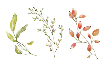 Watercolor florals greenery, branch, twig illustration.