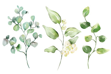 Watercolor florals greenery, branch, twig illustration.