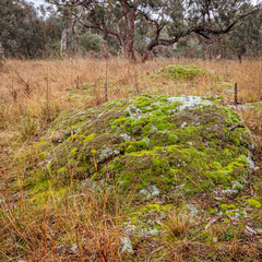 Moss on a rock, Callum Brae Nature Reserve, ACT, August 2021