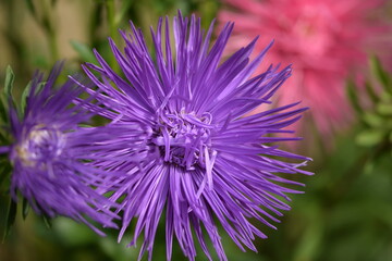 Obraz premium Violet aster needle flower on background pink.