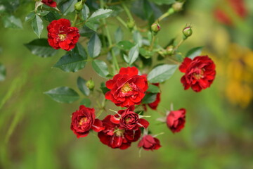 Beautiful red rose with yellow middle, red roses on green and yellow garden background.