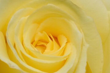 Anisade yellow rose macro, blooming rose closeup for macro floral background.