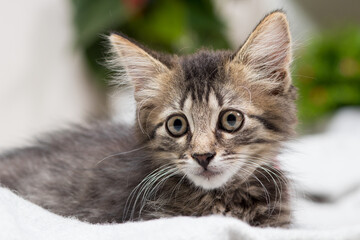 A beautiful striped gray kitten sits on a blanket. Cute card for calendar, advertising and pet store