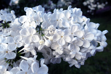 Vibrant white lilac in summer Moscow