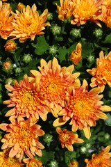 orange chrysanthemum flower