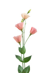 Fototapeta premium Branch pink flowers isolated on white. eustoma