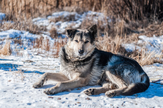 A stray homeless dog lying on the snow in winter