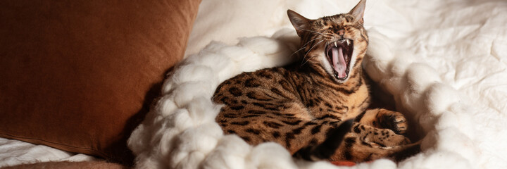 Fototapeta na wymiar Bengal cat resting in merino wool round pet lounge in creamy and terracotta rust tones
