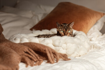 Bengal cat resting in merino wool round pet lounge in creamy and terracotta rust tones
