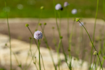 Succisella inflexa summer time macro picture close up