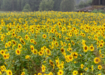 summer landscape with yellow sunflowers, sunflower field soaked in rain