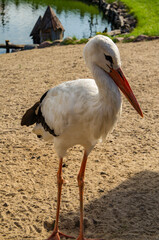 Bird stork with red beak close up