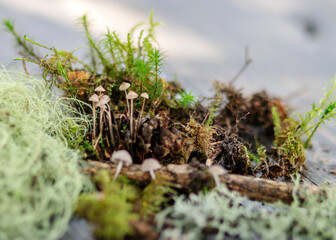 mushrooms, small decorative mushrooms, moss and grass background, mushroom collection in autumn