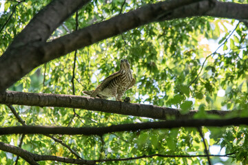ツミ（猛禽）の幼鳥！
巣立って2週間のツミの幼鳥。
親から給餌を待つだけではなく、自分で獲物を獲るようになってきました。
最初に自分で獲るのはセミ。この時もミンミンゼミを捕まえていました。