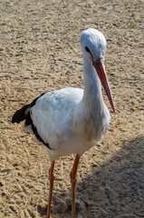 Bird stork with red beak close up