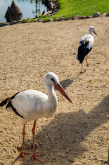 Bird stork with red beak close up