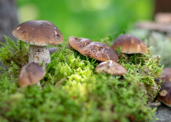 mushrooms on a natural background of moss and grass, autumn harvest time, mushroom collection in autumn, preparation of mushrooms for eating