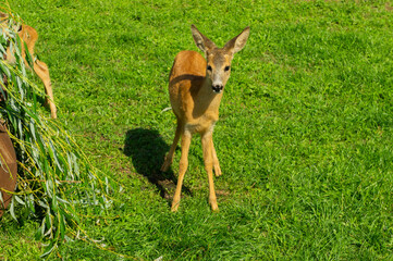 Little fawn cub close up in the zoo