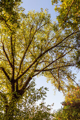 trees in a park, in the light of a summer morning