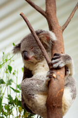 koala on tree