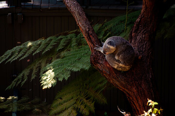 koala on tree