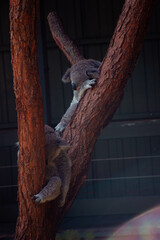 koala on tree