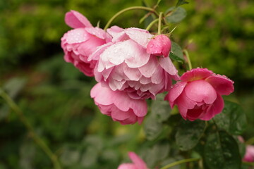 Obraz premium pink roses are blooming in Minatonomieruoka Park in Yokohama, Japan.