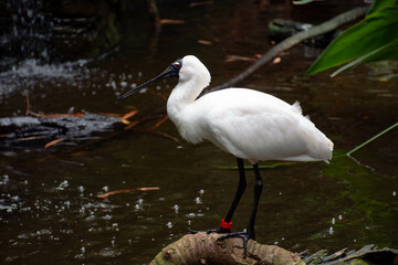 great white heron