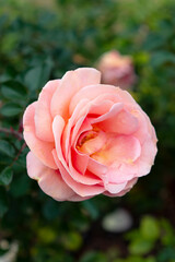 pink rose in garden