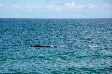 whale in the sea