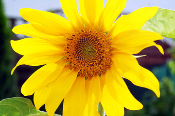 kwiat słonecznika w sierpniowym słońcu