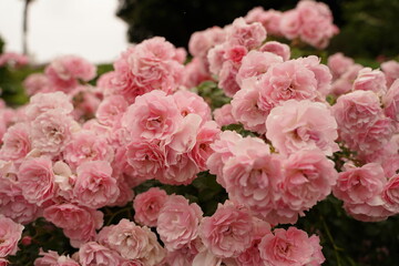 pink roses are blooming in Minatonomieruoka Park in Yokohama, Japan.